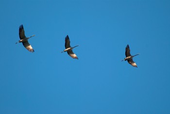 cranes, Haute Vienne