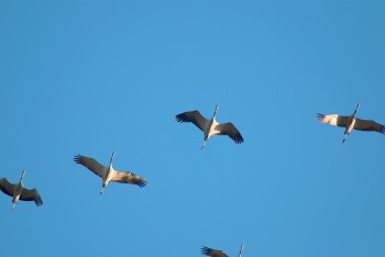 Cranes in France