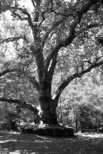 old-tree-bw-001